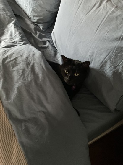 Small black cat tucked under the sheet and cover, with her head on the pillow, like a human in bed. 