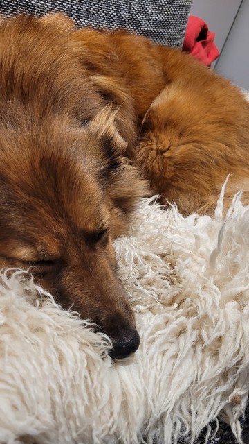 Flauschigen Hund schläft kuschelig auf einem Fell
